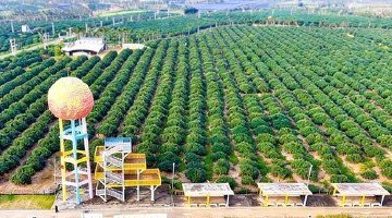 海口三门坡：万亩荔枝林繁花盛放