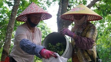 屯昌益智喜迎丰收