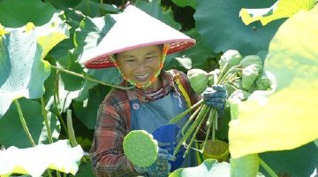 莲香满塘迎丰收