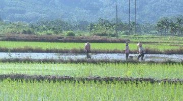 屯昌落根村：黑米插秧正当时