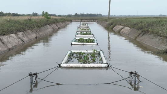 种植水生植物 净化河流水质（张尹森摄）