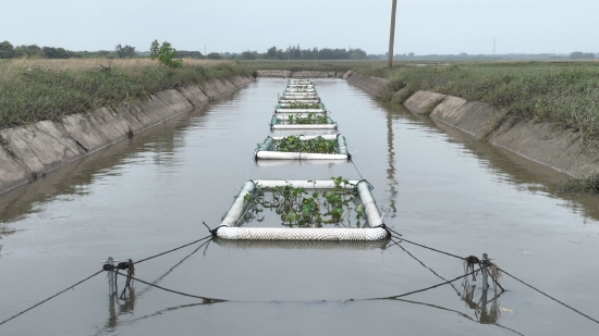 种植水生植物 净化河流水质(张尹森摄)