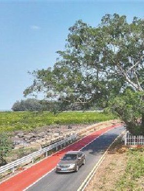 海南环岛旅游公路：独树成景