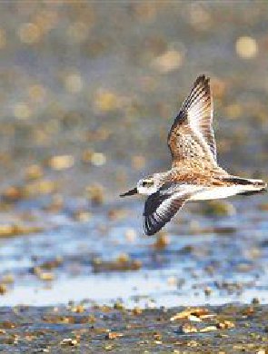 如约而至！儋州湾又见勺嘴鹬