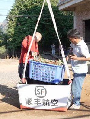 荔枝采摘 无人机帮忙