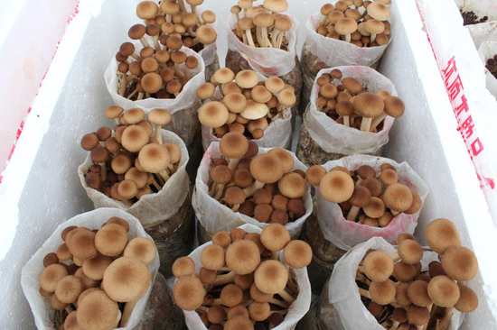 冬季菌菇最养人轻松吃出好精神