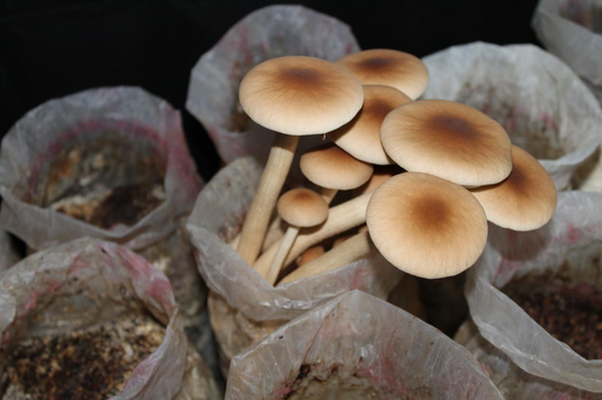 冬季菌菇最养人轻松吃出好精神