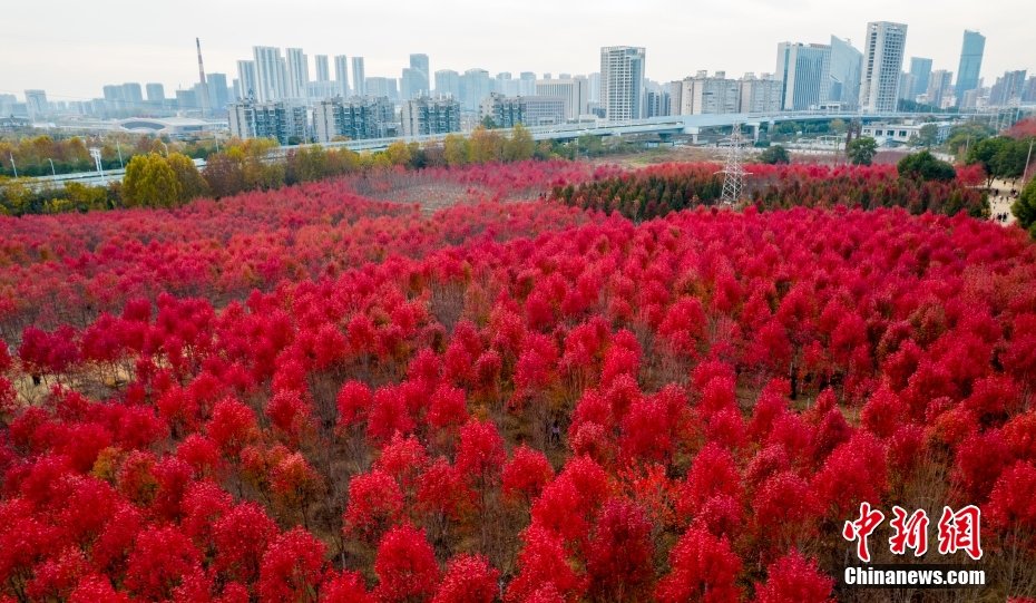 圖為航拍武漢文華學(xué)院紅楓林。