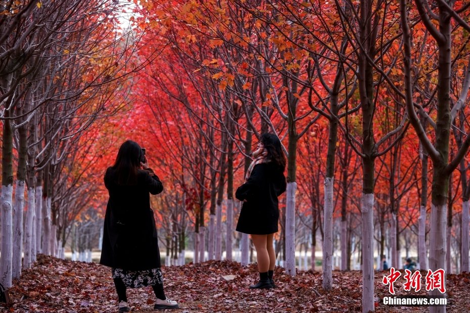 12月2日，武汉文华学院校园内的万棵枫树披上红衣。