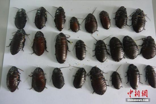 10岁女孩"坐拥"7000只蟑螂:喜欢它们在身上爬