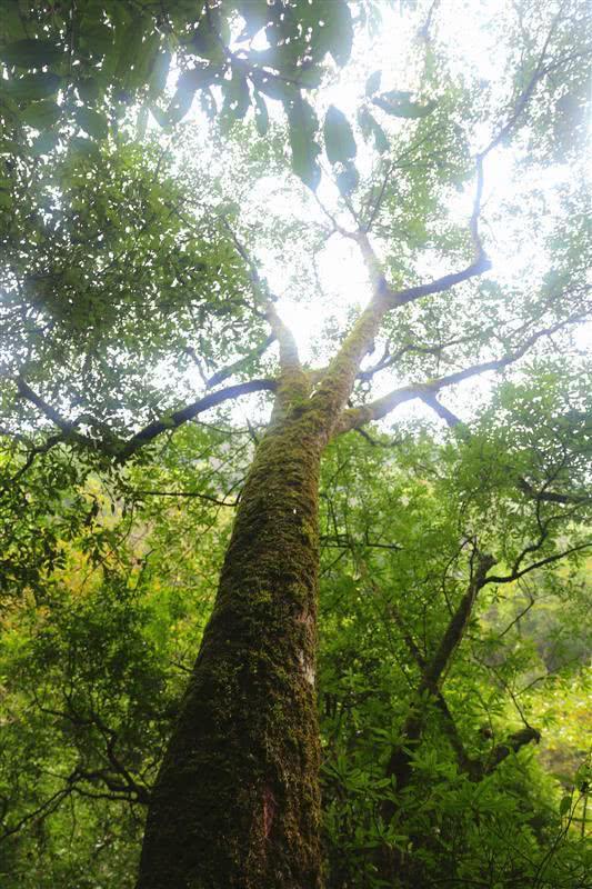 湖北这里竟藏有一片金丝楠木林两株树王估值过亿