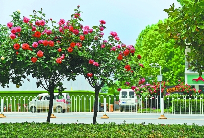 武汉市花市树图片