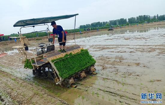 图为钟祥市86%的水稻种植实现了农机作业。新华网发(钟祥市委宣传部供图)