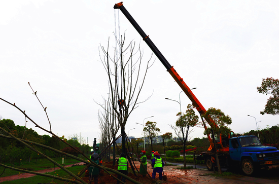 武汉绿化项目加快复工植树造林5500亩行道树种植千余株
