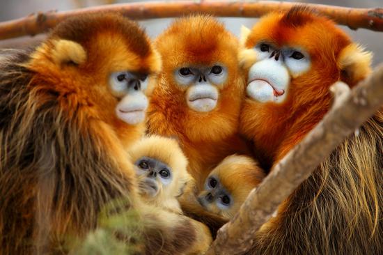 神农架有各类动物1050多种(兽类70多种,鸟类300多种,两栖类20多种