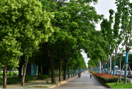 连续3年不遗余力栽栽栽 武汉17万株"大树"已悄然"上街"送清凉