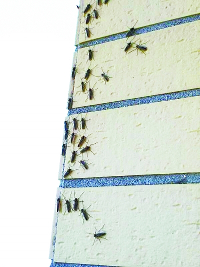 蚊子密集图片