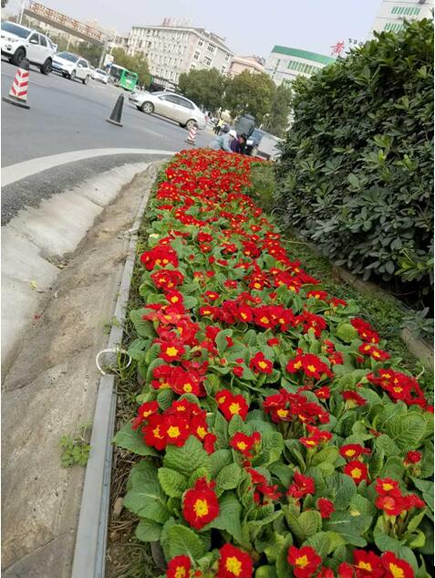 黄陂大道更换花卉喜迎新年 增添一抹亮丽色彩