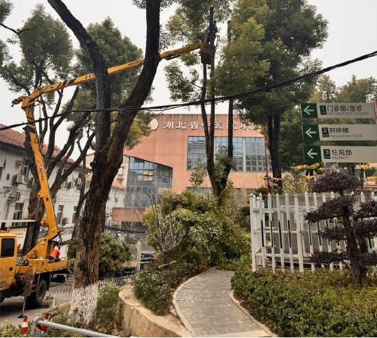图为花园山院区1月18日就修剪树干、减少安全隐患