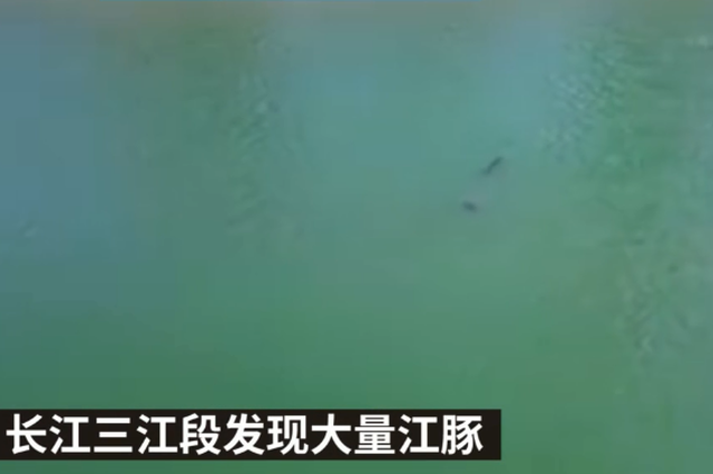 湖北宜昌长江三江段发现大量江豚