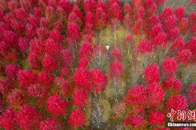 武汉：红枫惹人醉 冬景美如画
