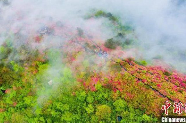 航拍龟峰山杜鹃花灿烂绽放与云海交融，宛若仙境。赵广亮 摄