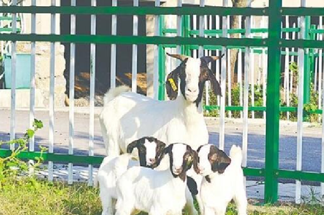 歷時(shí)20年 湖北自主培育出首個(gè)山羊新品種