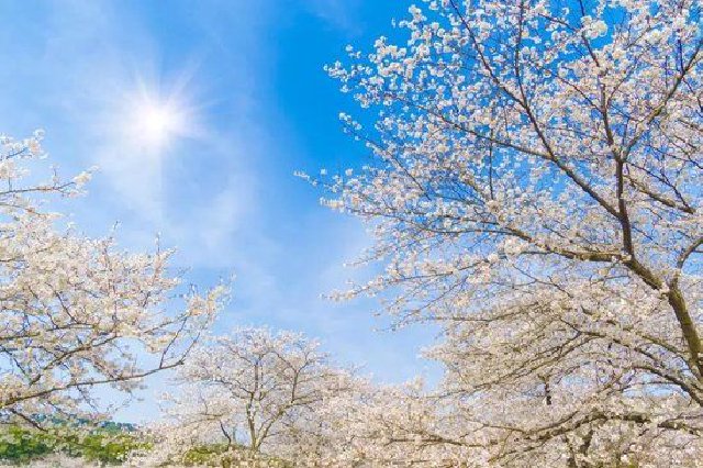 武漢溫度回升最高溫27℃ “晴暖模式”即將開啟！