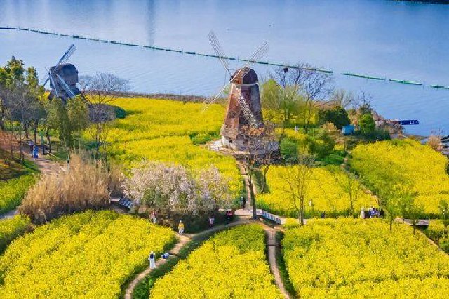 武汉春天最壮观的花海，全城盛开！