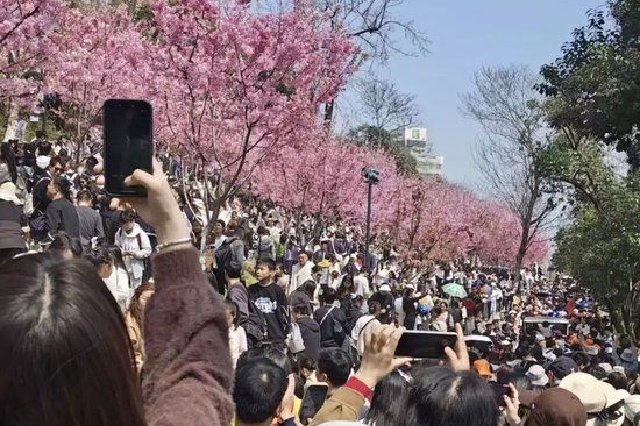 人人人人花花人人人人！这，是上周末的武汉！