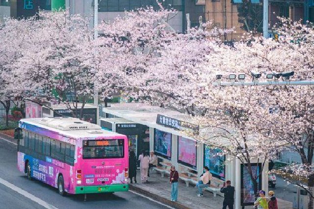 官宣！樱花开爆武汉，最全点位来了！
