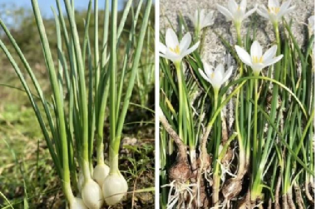 野葱和葱兰的对比图