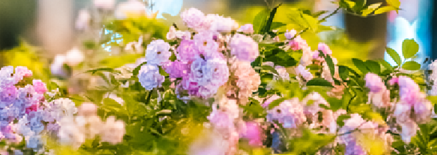 跟着“花神”游湖北，奔赴诗词里的春日浪漫！