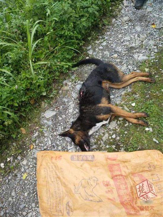 恩施一条大狼狗连咬十余人民警果断开枪击毙