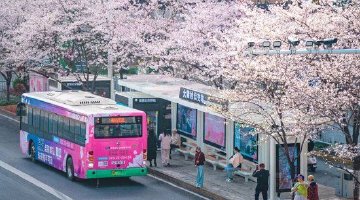 樱花开爆武汉，最全点位来了！
