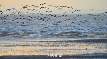 即将进入最佳观赏期！