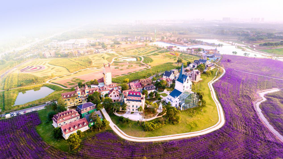 武汉花博汇超震撼马鞭草花海随便拍都能成网红