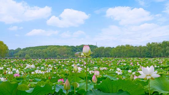 江夏区梁湖都市农庄