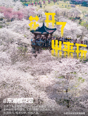 樱花开爆武汉，最全点位来了！