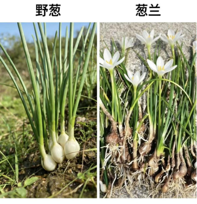 野葱和葱兰的对比图