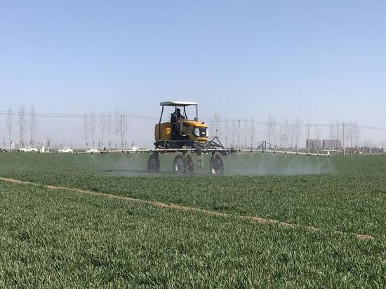3月10日,高玉村村民驾驶自走式喷药机为麦田喷洒农药.张建岗 摄
