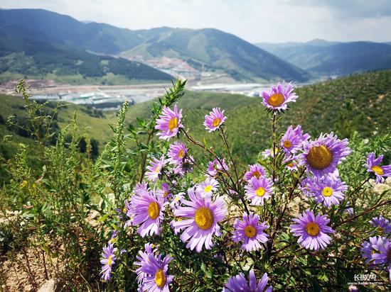 初秋季节,漫山的山菊花开了.记者 郑世繁摄