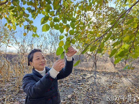 乡村行·看振兴丨泊头：桑树变身“致富树”