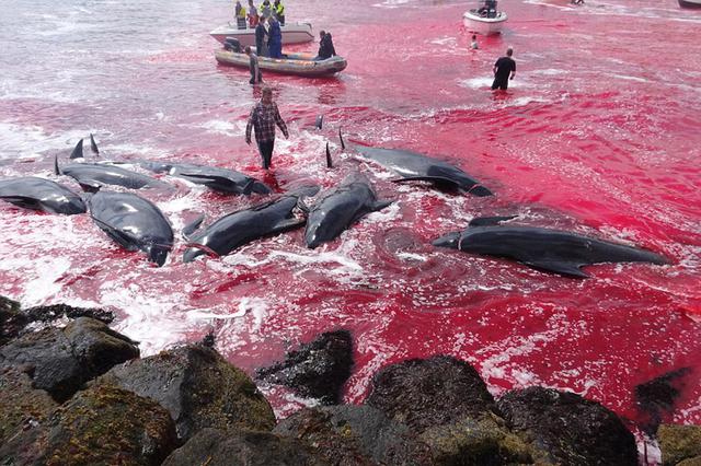 丹麦法罗群岛捕鲸活动:鲸鱼尸体遍布鲜血染红海湾