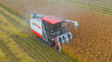 唐山丰南：万亩稻浪迎丰年