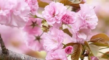 花海寻芳 春韵盈城