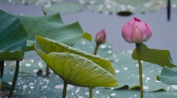 雨后荷景清雅动人