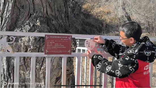 （图片说明：平安志愿者为古树挂牌）