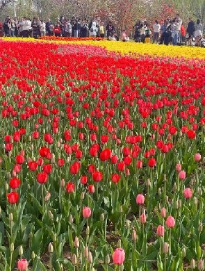 石家庄植物园花期预告