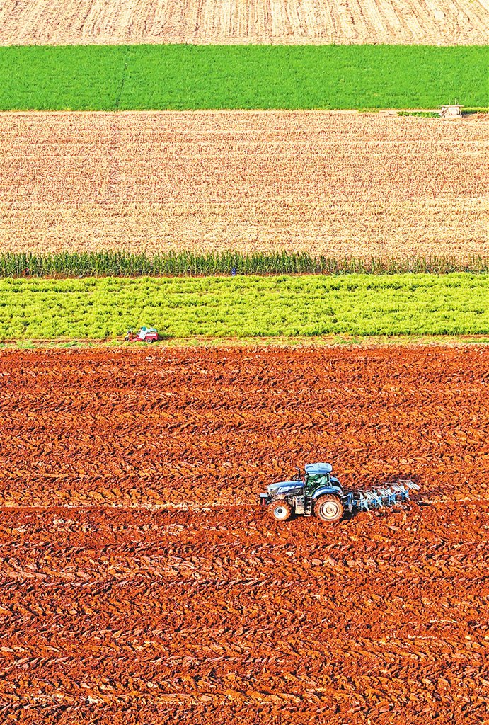 11月2日，孟州市河阳街道东葛村周边一处农田，农民正驾驶农机犁地。 白水平 摄